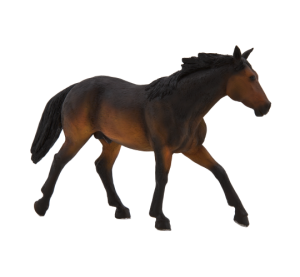 American Quarter Horse braun